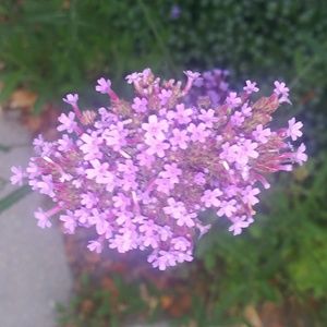 Meet your Posher, Sonia